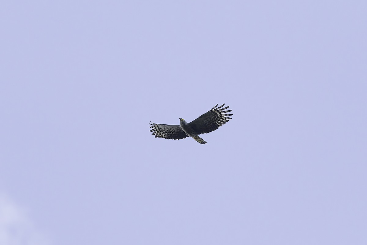 Hook-billed Kite - ML619681726