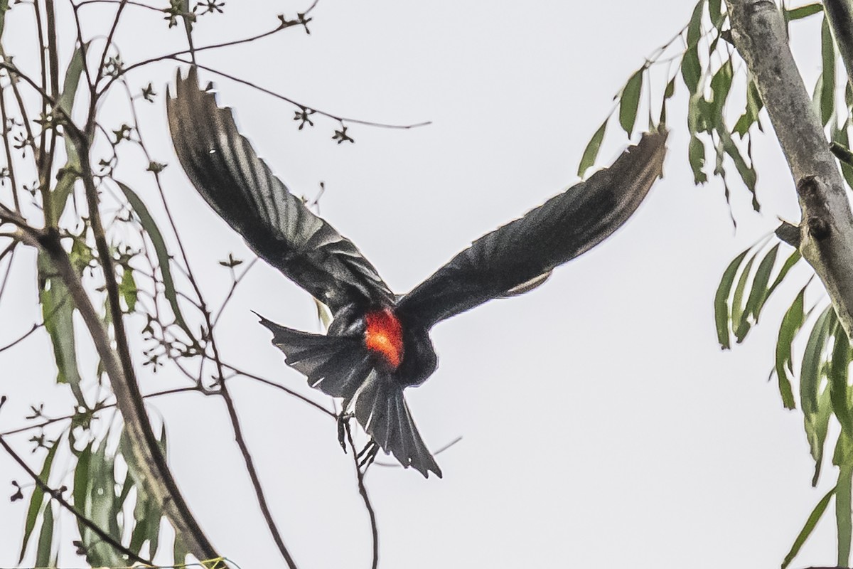 Red-rumped Cacique - ML619681740