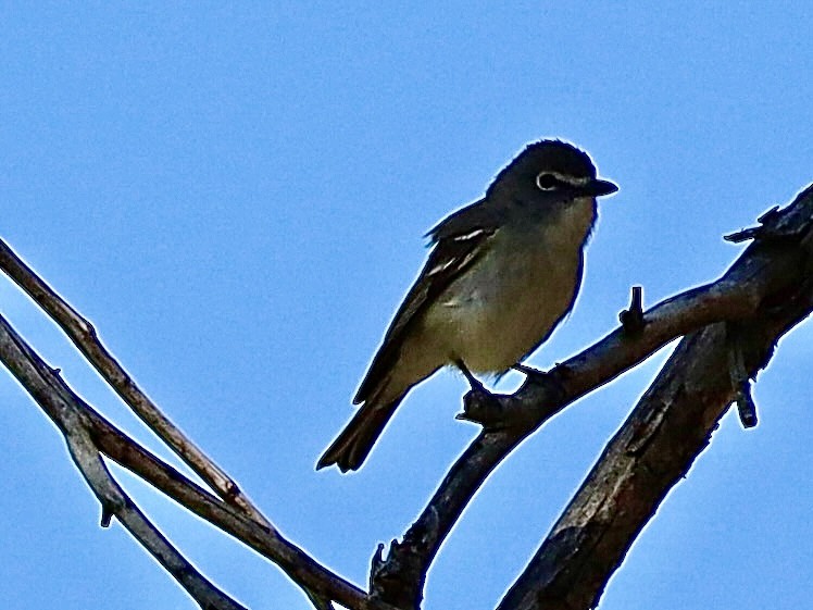 Plumbeous Vireo - ML619681744