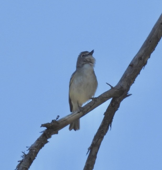 Plumbeous Vireo - ML619681745