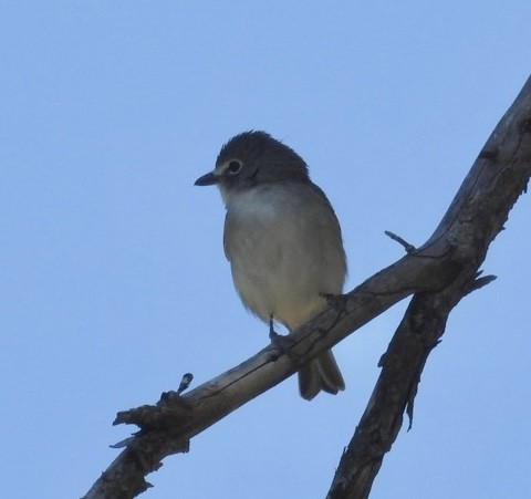 Plumbeous Vireo - ML619681746