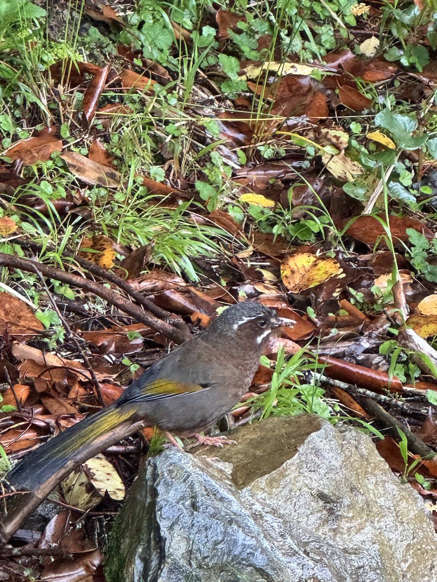 White-whiskered Laughingthrush - ML619681817