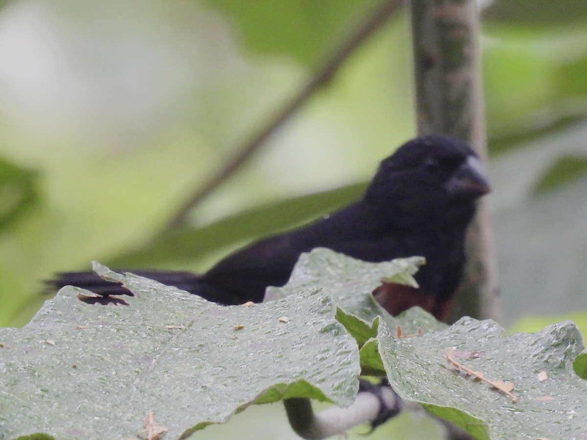 Chestnut-bellied Seed-Finch - ML619681826