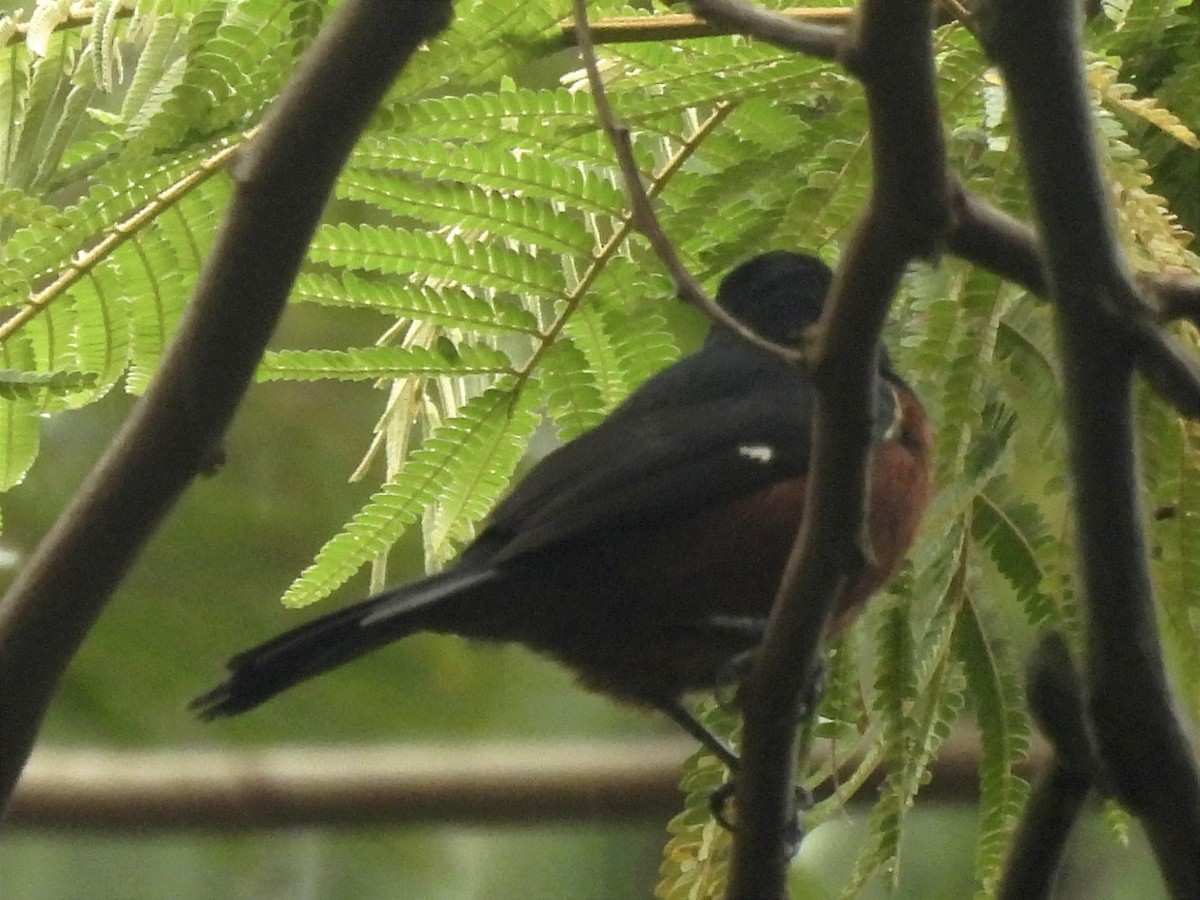 Chestnut-bellied Seed-Finch - ML619681827