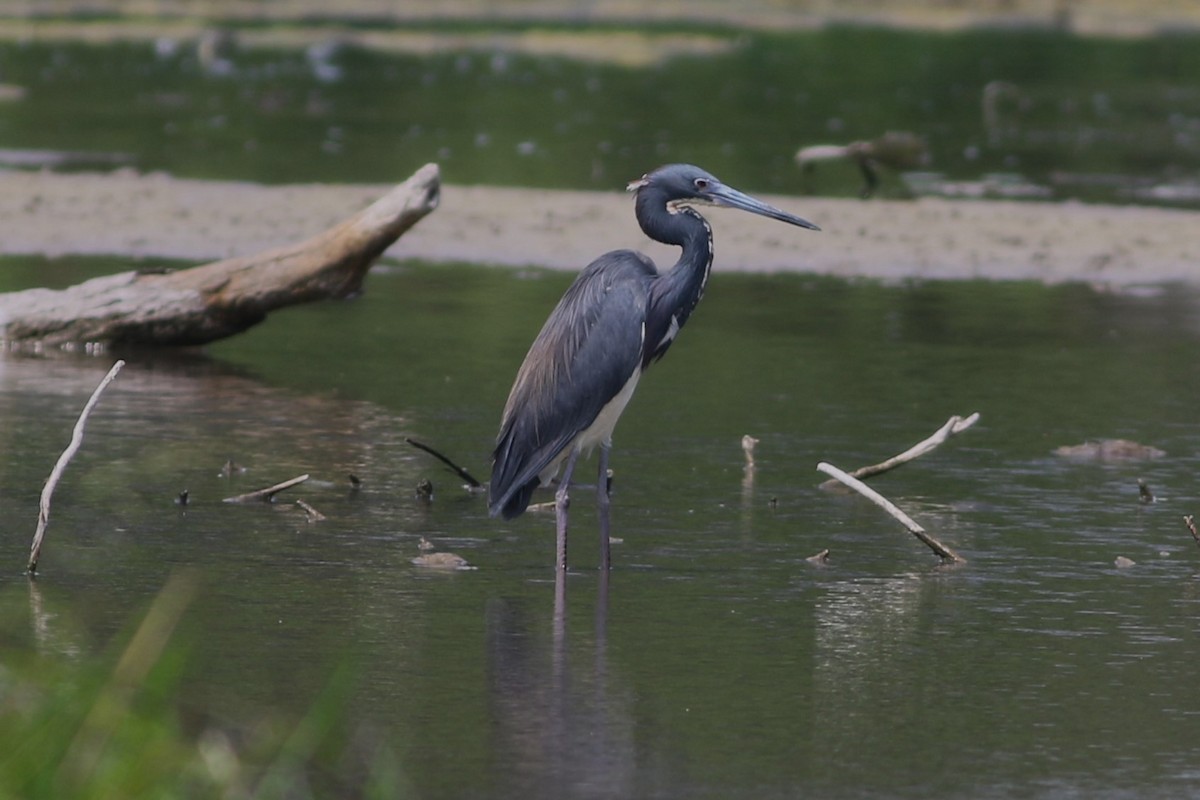 Tricolored Heron - ML619681828