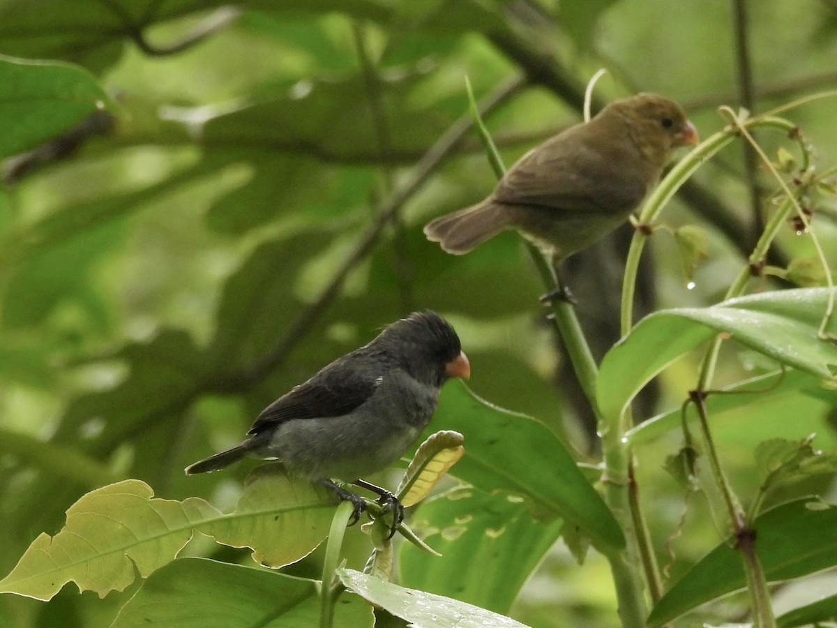 Gray Seedeater - ML619681839