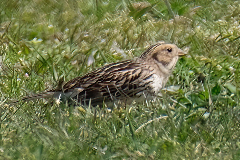 Lapland Longspur - ML619681841