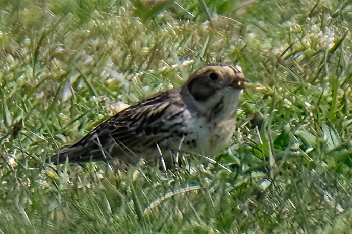 Lapland Longspur - ML619681858