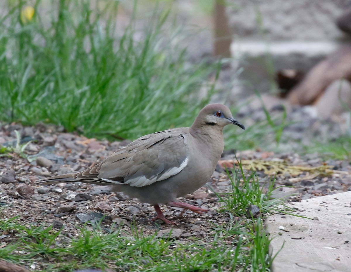 White-winged Dove - ML619681859