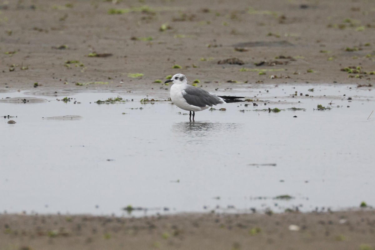 Laughing Gull - ML619681864