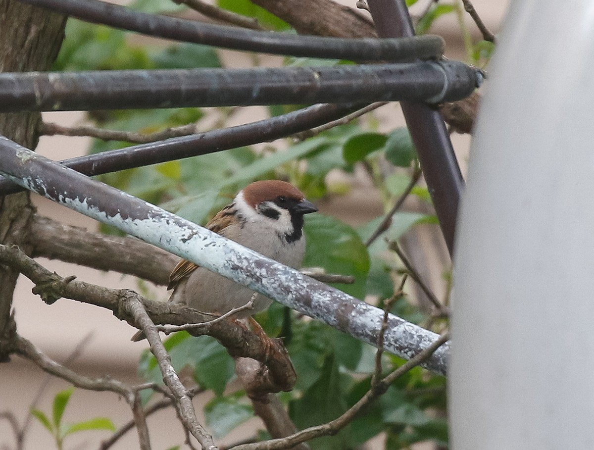 Eurasian Tree Sparrow - ML619681868