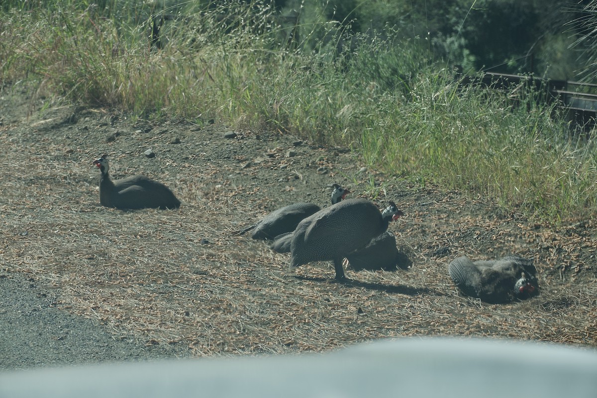 Helmeted Guineafowl - ML619681887