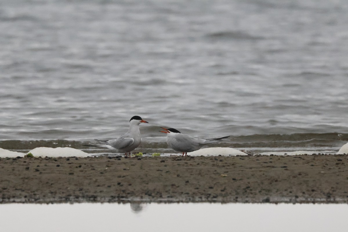 Common Tern - Tracey Chan