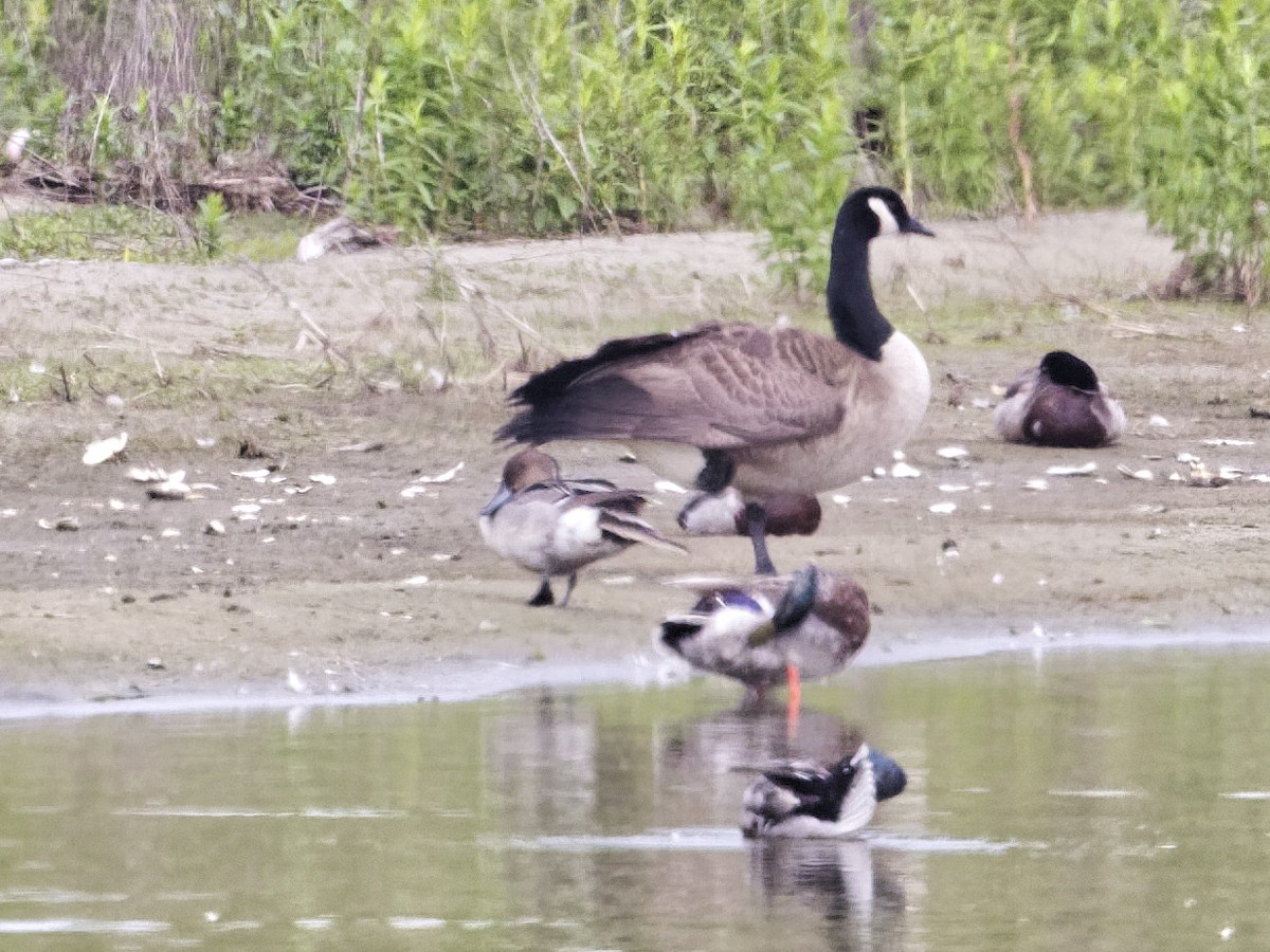 Northern Pintail - ML619681916