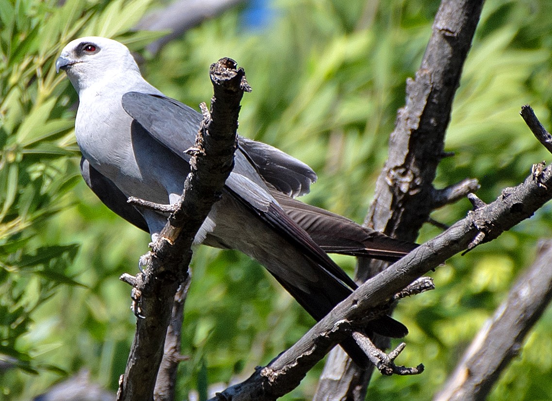 Mississippi Kite - ML619681919