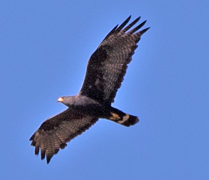 Rußbussard - ML619681923