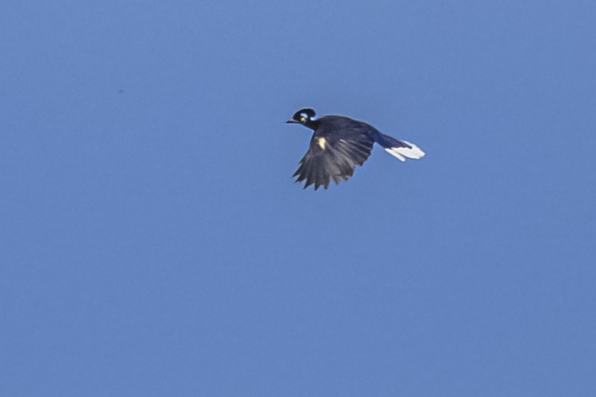 Plush-crested Jay - ML619681926