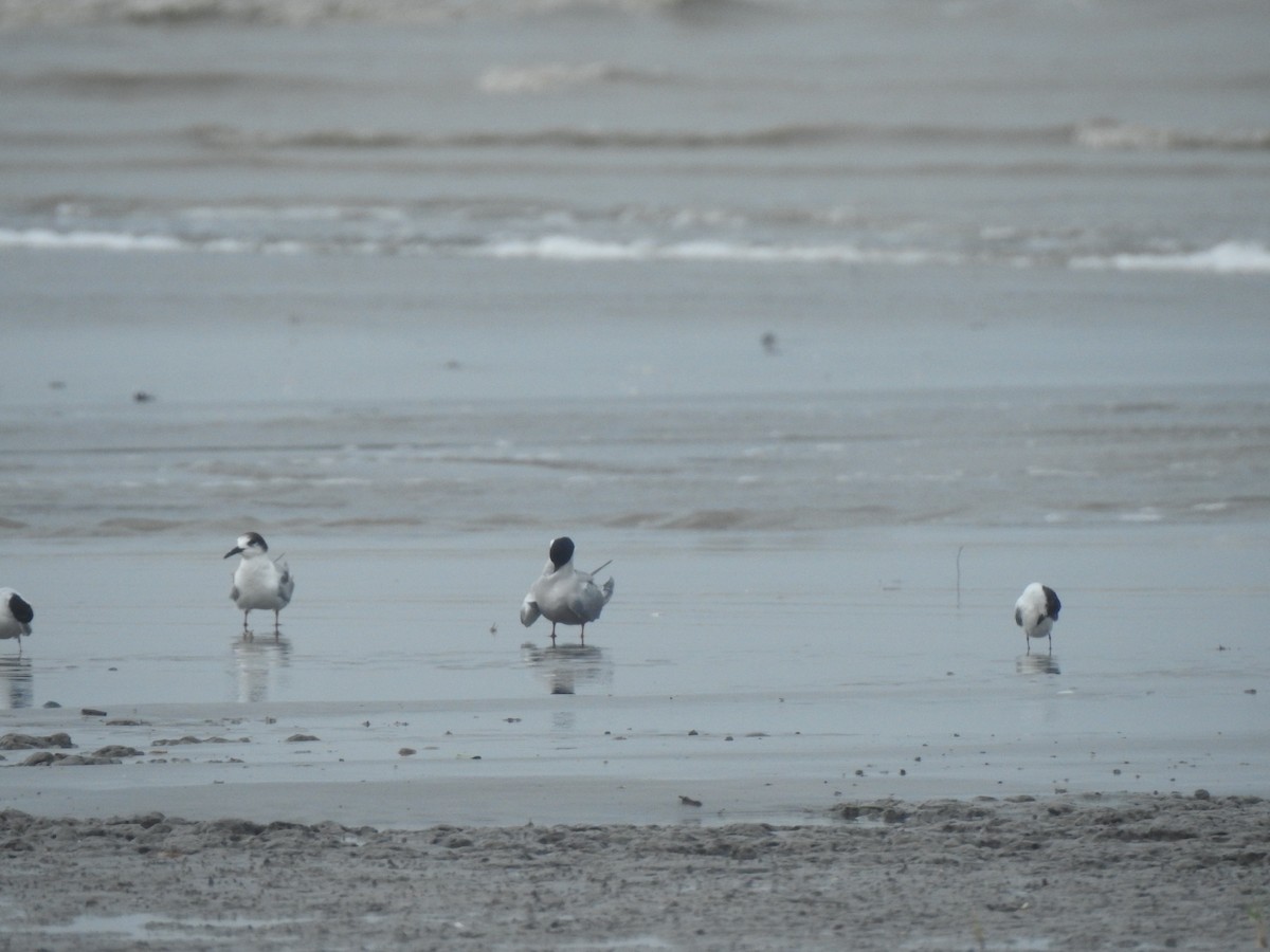 Little Tern - ML619681936