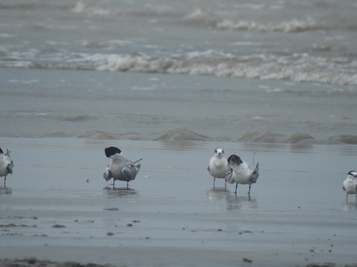 Little Tern - ML619681937