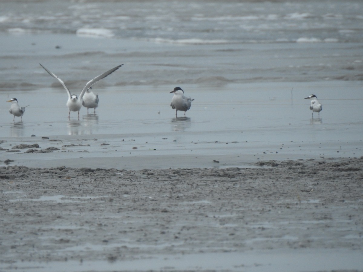 Little Tern - ML619681940