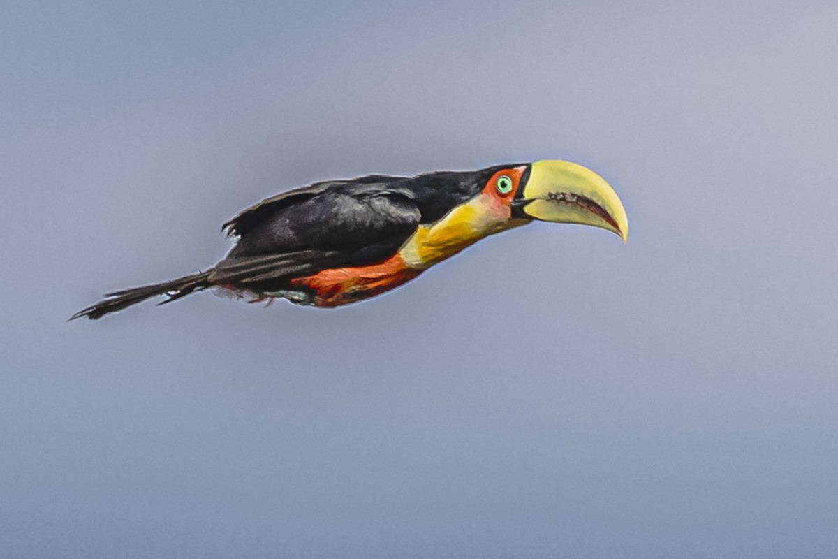 Red-breasted Toucan - ML619681943