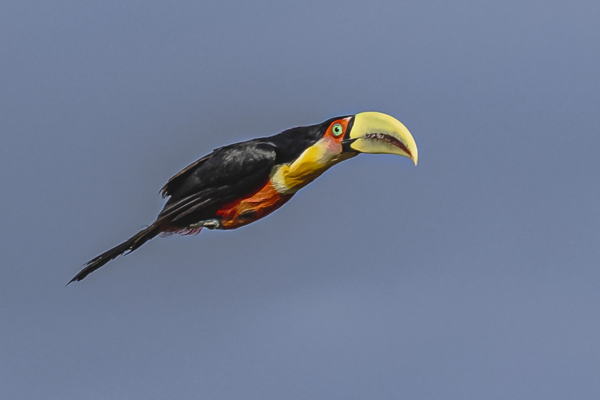 Red-breasted Toucan - ML619681944