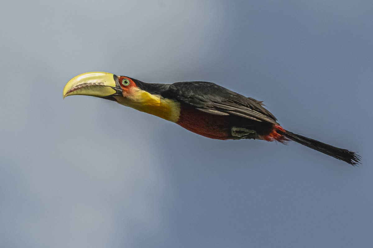 Red-breasted Toucan - ML619681946