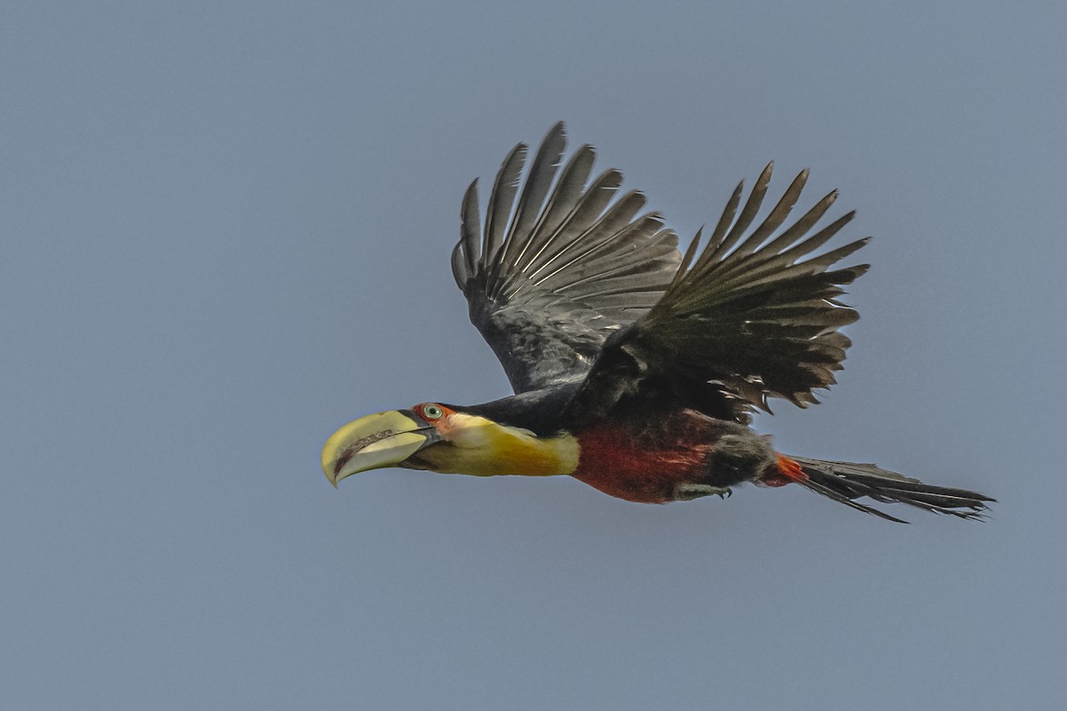 Red-breasted Toucan - ML619681948