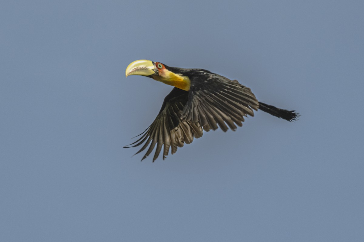 Red-breasted Toucan - ML619681951