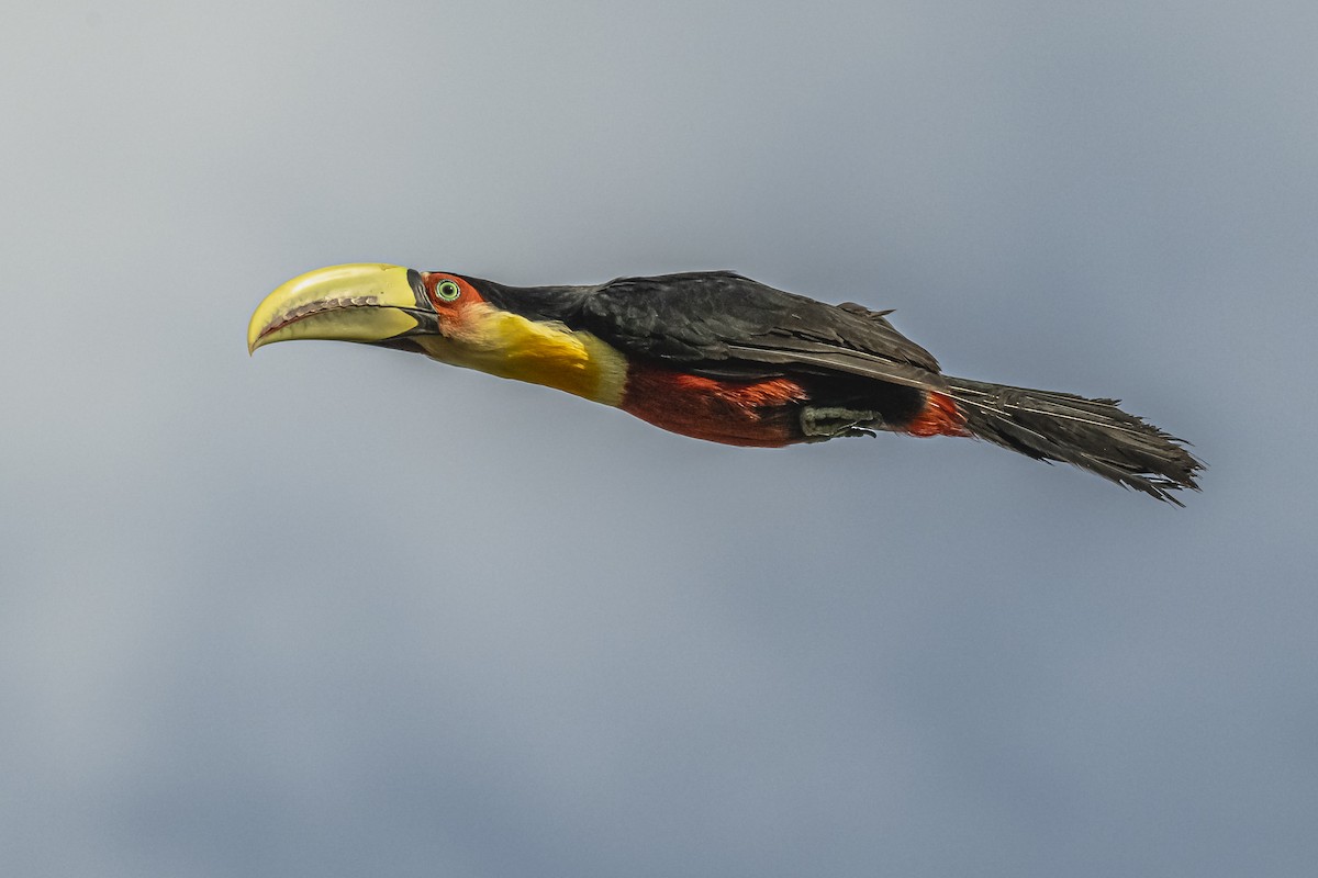 Red-breasted Toucan - ML619681952