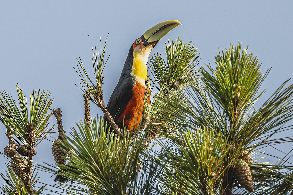 Red-breasted Toucan - ML619681960