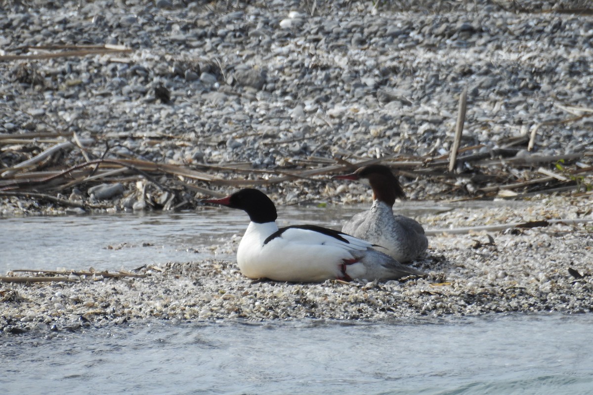 Common Merganser - ML619681962