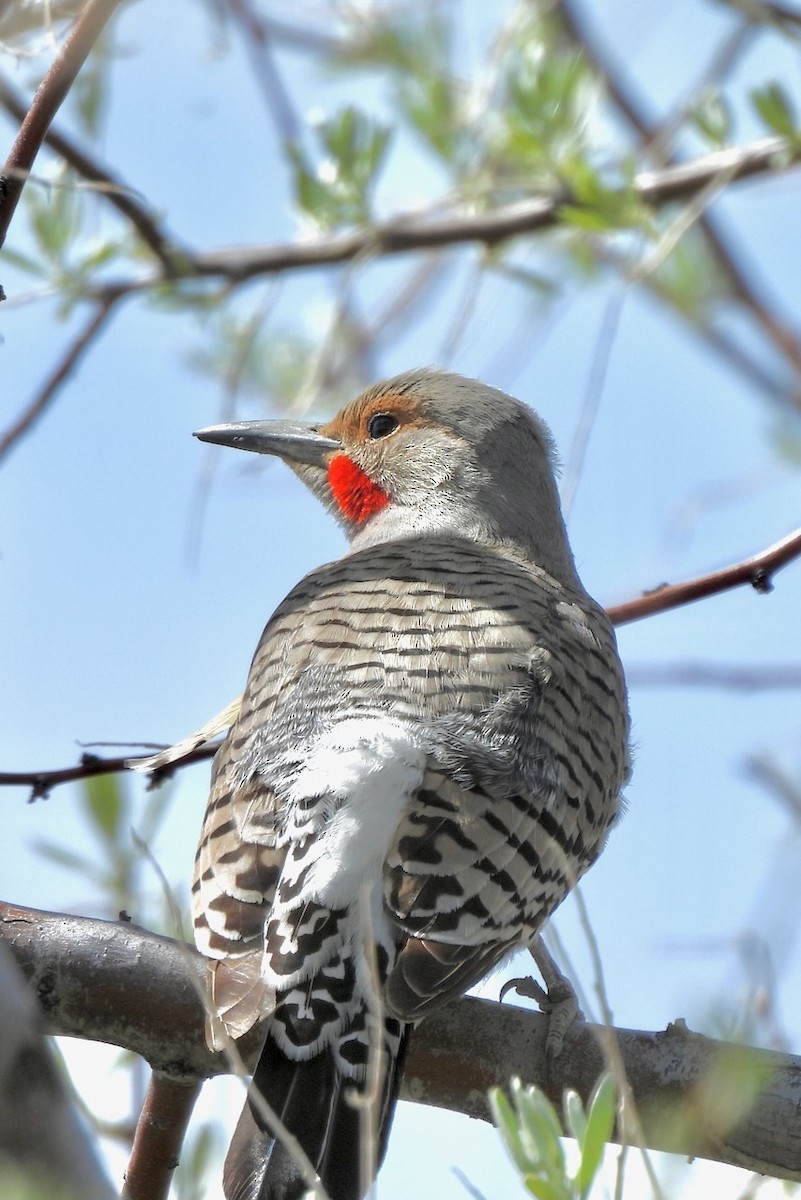 Northern Flicker - ML619681977