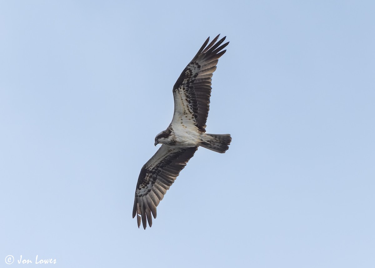 Águila Pescadora (haliaetus) - ML619681981
