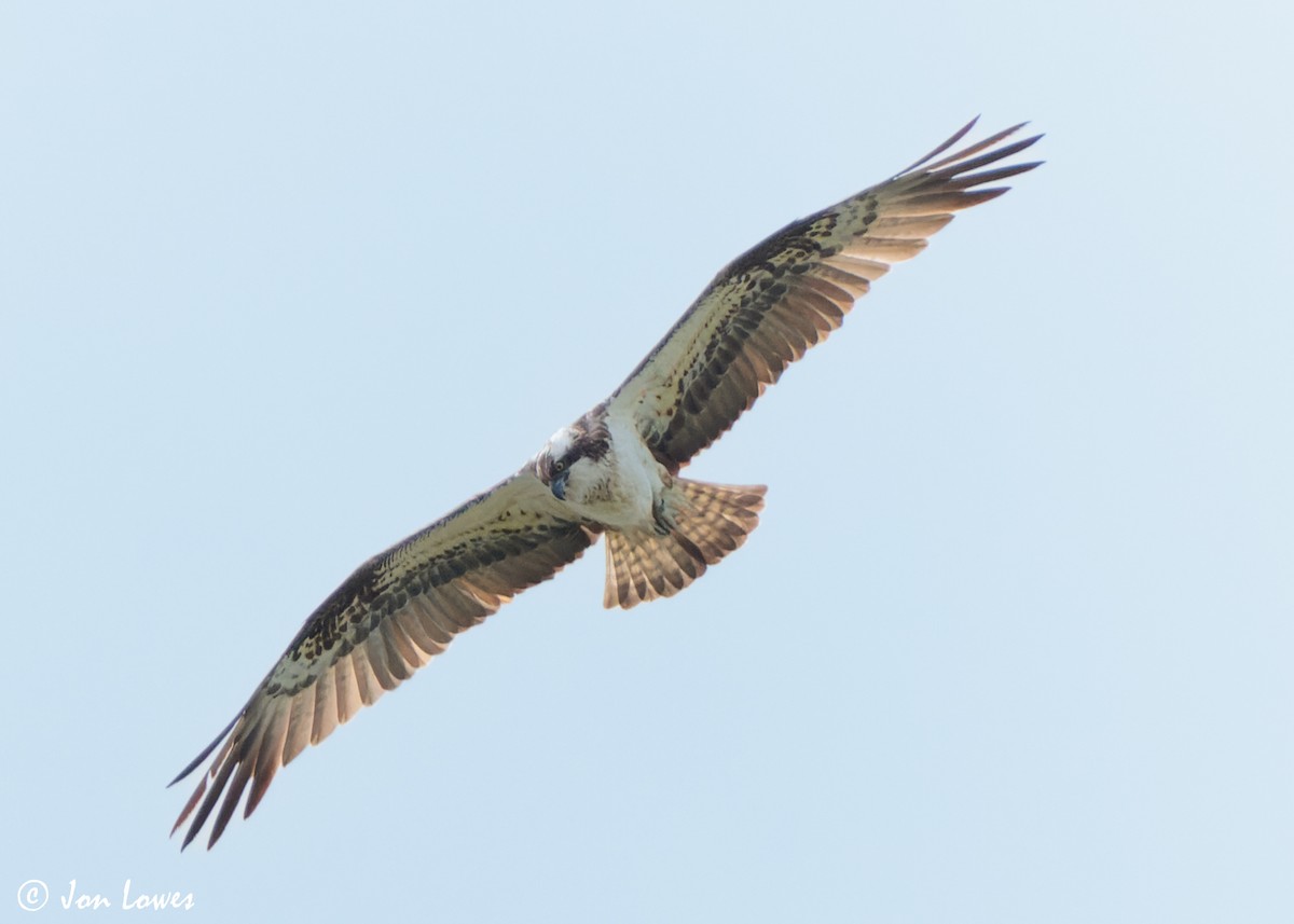 Águila Pescadora (haliaetus) - ML619681984