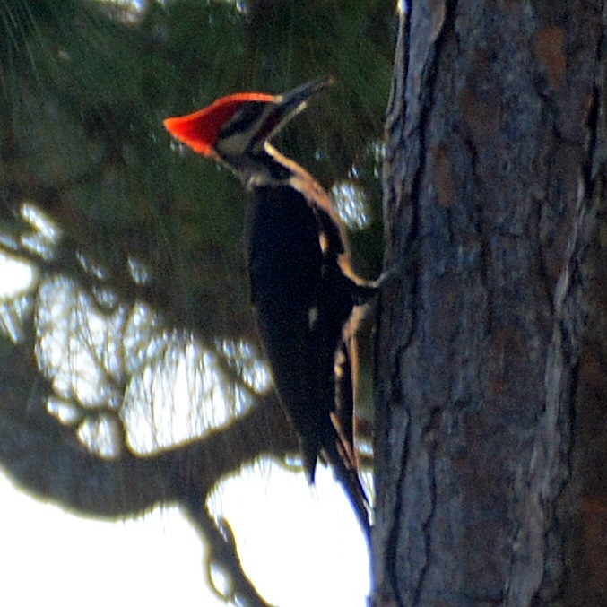 Pileated Woodpecker - ML619682000