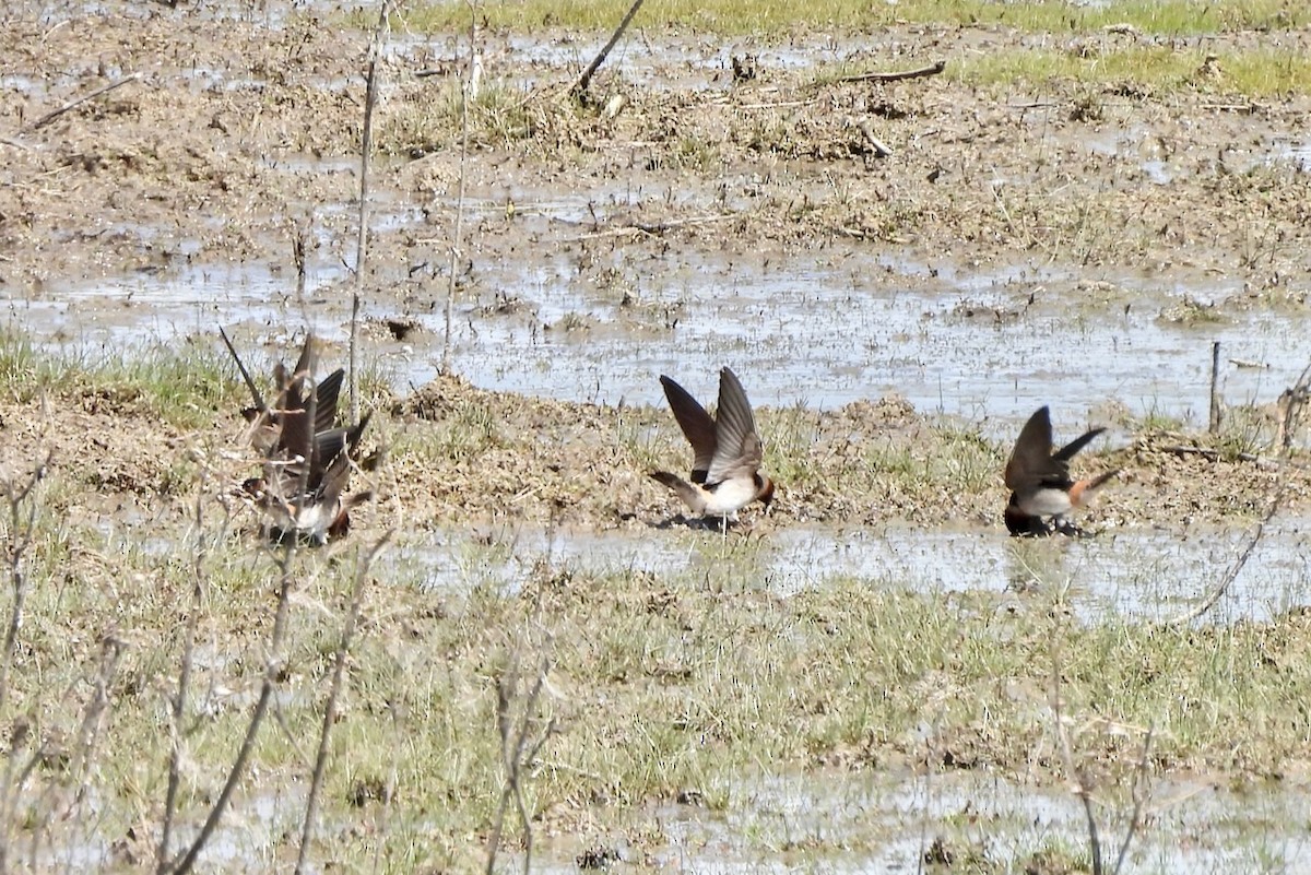 Cliff Swallow - ML619682002