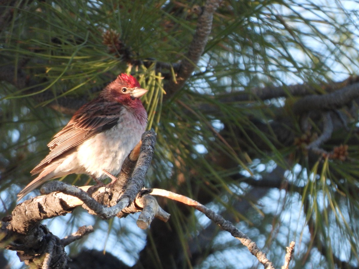 Cassin's Finch - ML619682031