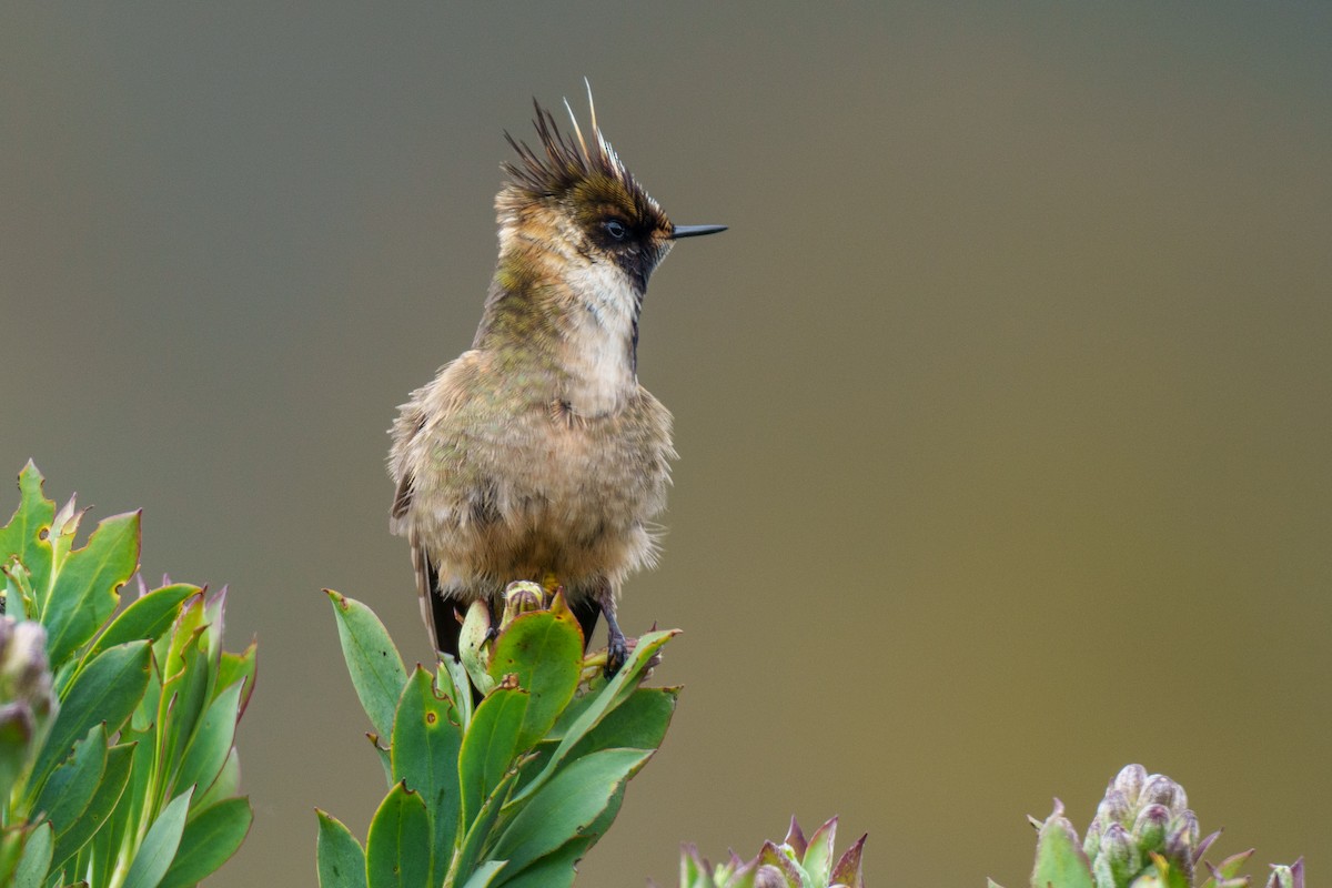 Colibrí Chivito del Nevado del Ruiz - ML619682037