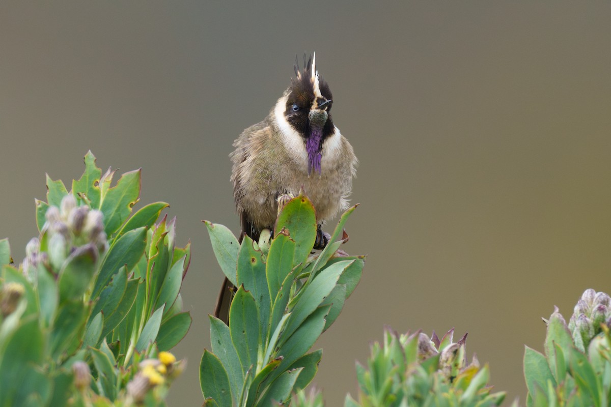 Colibri de Stübel - ML619682038