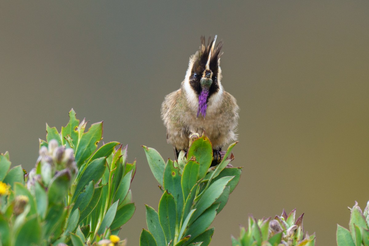 Colibri de Stübel - ML619682039