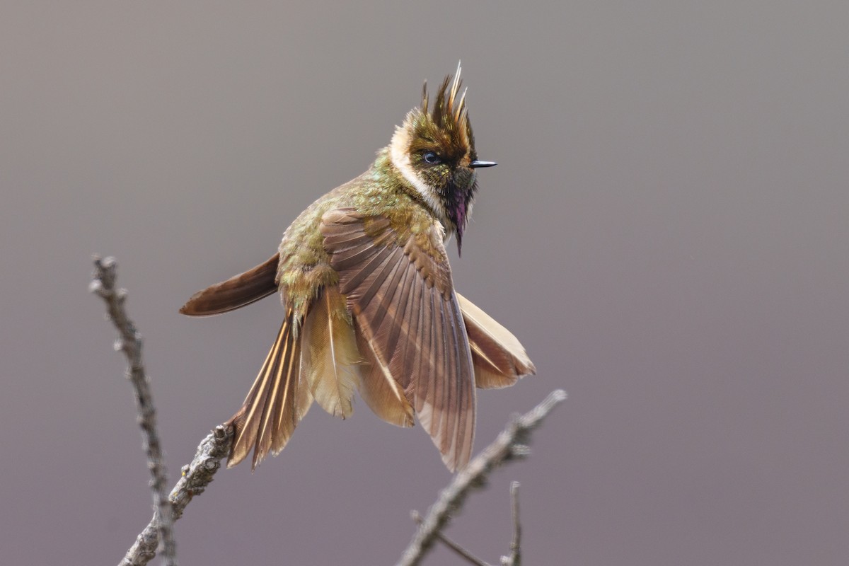 Colibrí Chivito del Nevado del Ruiz - ML619682041