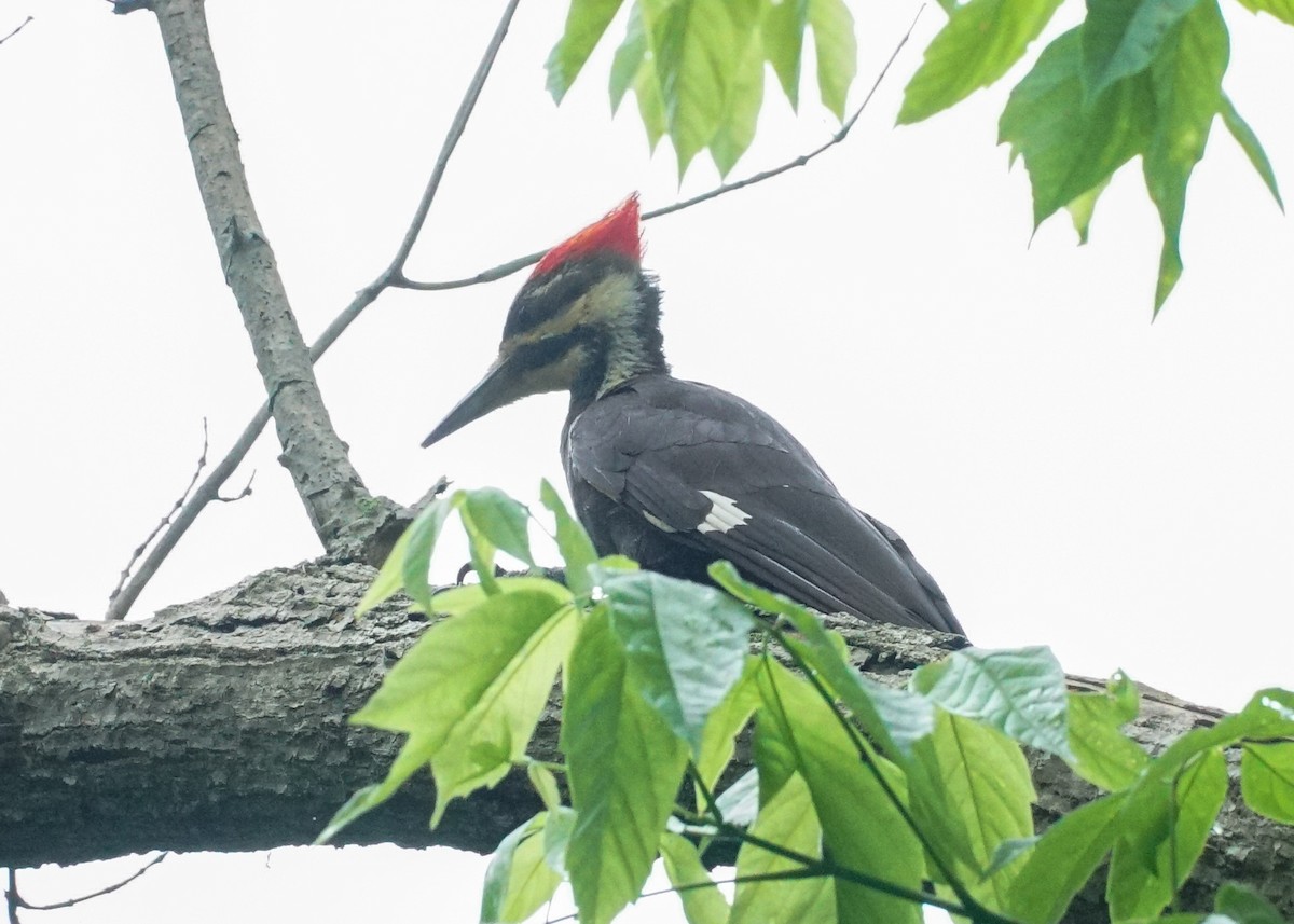 Pileated Woodpecker - ML619682043