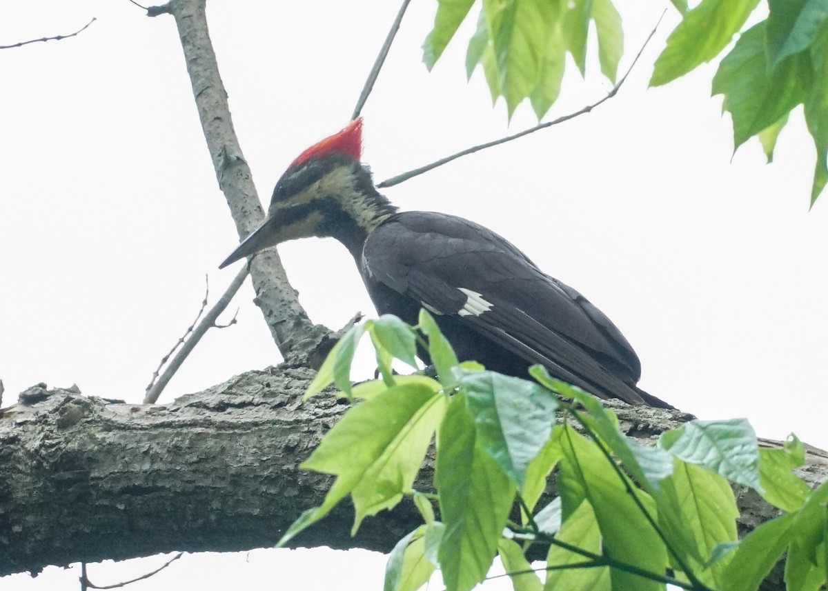 Pileated Woodpecker - ML619682044