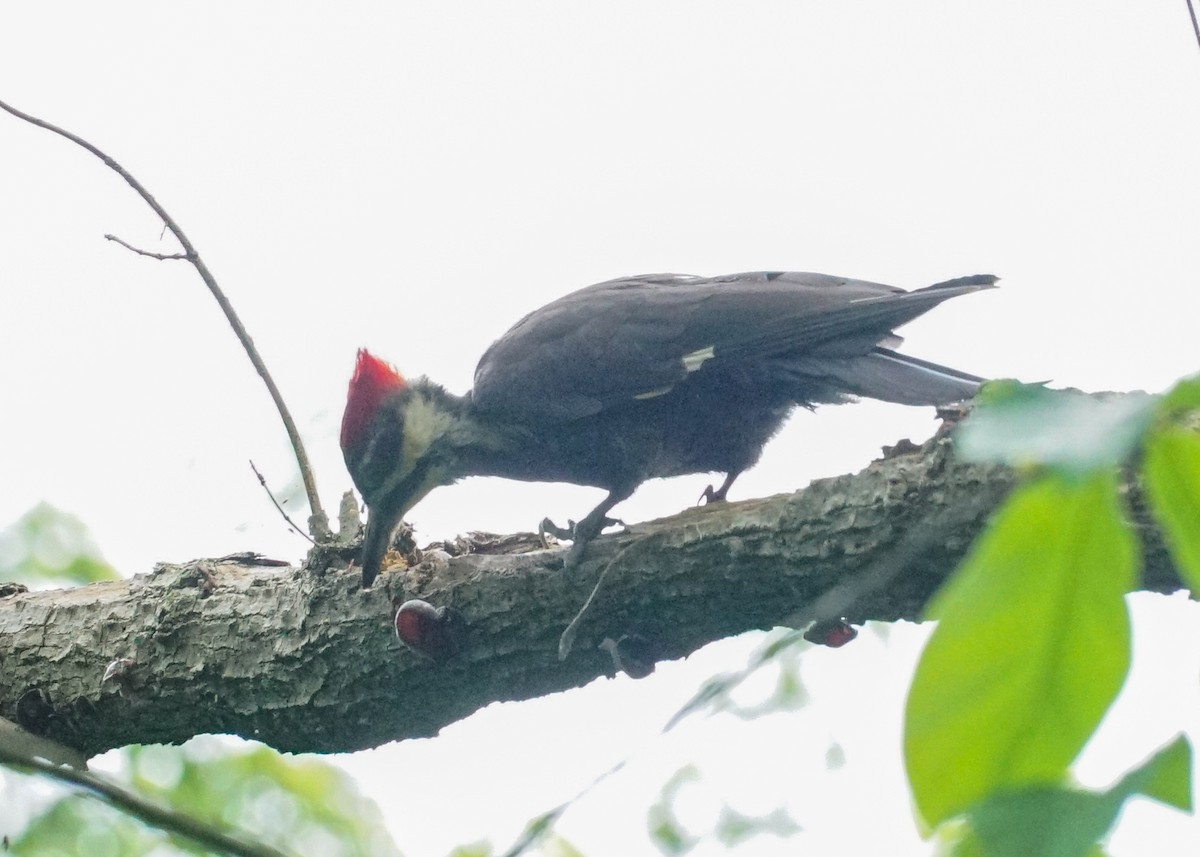 Pileated Woodpecker - ML619682045