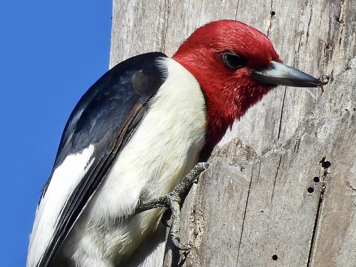 Red-headed Woodpecker - ML619682046
