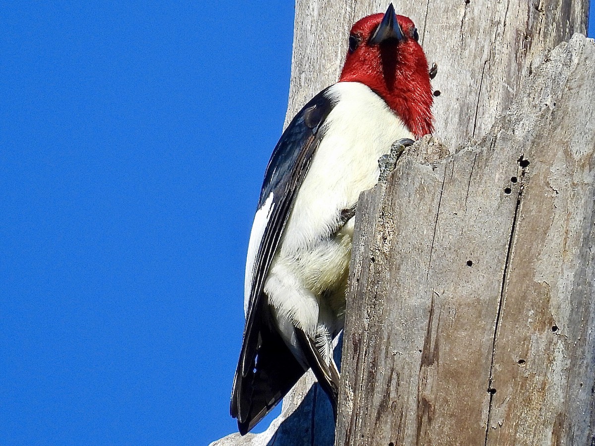 Red-headed Woodpecker - ML619682047