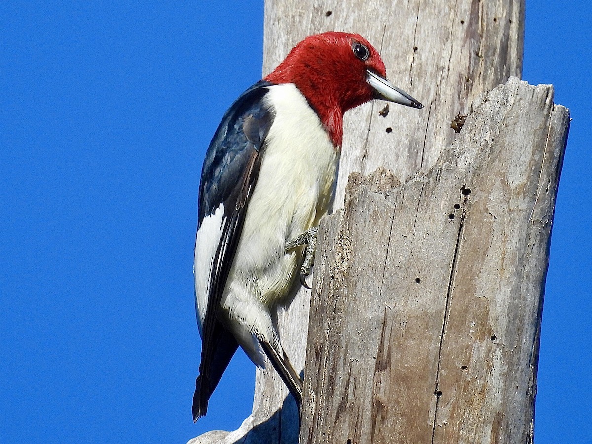 Red-headed Woodpecker - ML619682048