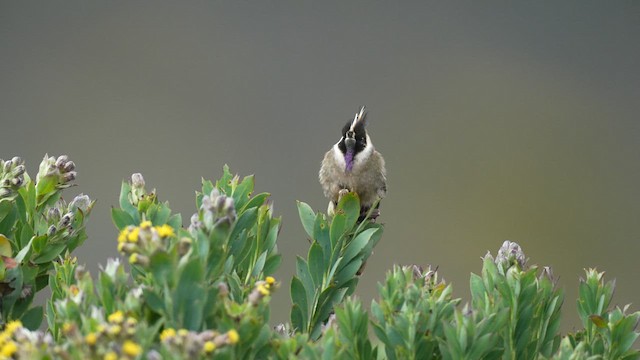 Colibrí Chivito del Nevado del Ruiz - ML619682052