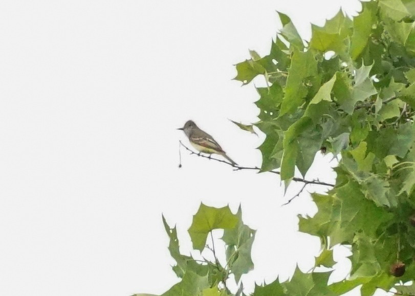 Great Crested Flycatcher - ML619682055